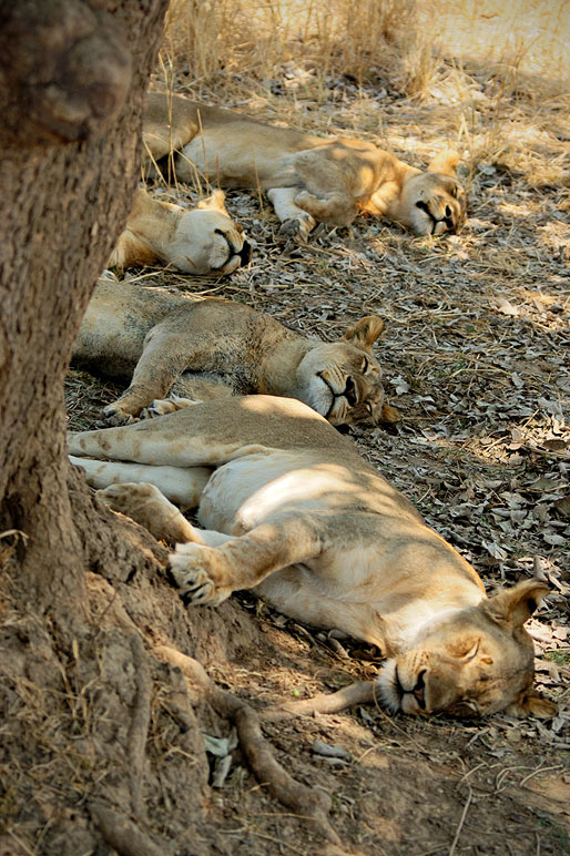 Lionnes assoupies à l'ombre d'un arbre, Zambie