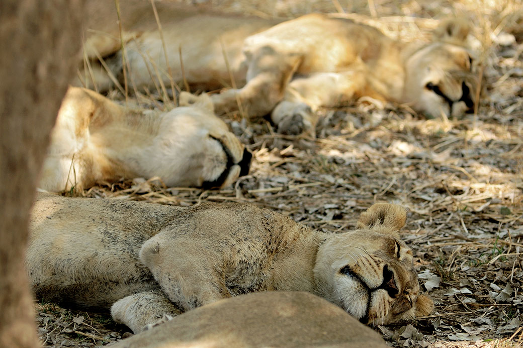 Lionnes en pleine sieste à l'ombre, Zambie