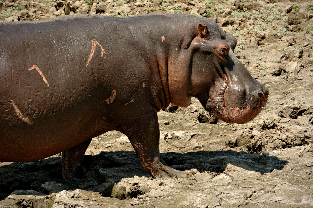 Hippopotame dans la boue, Zambie