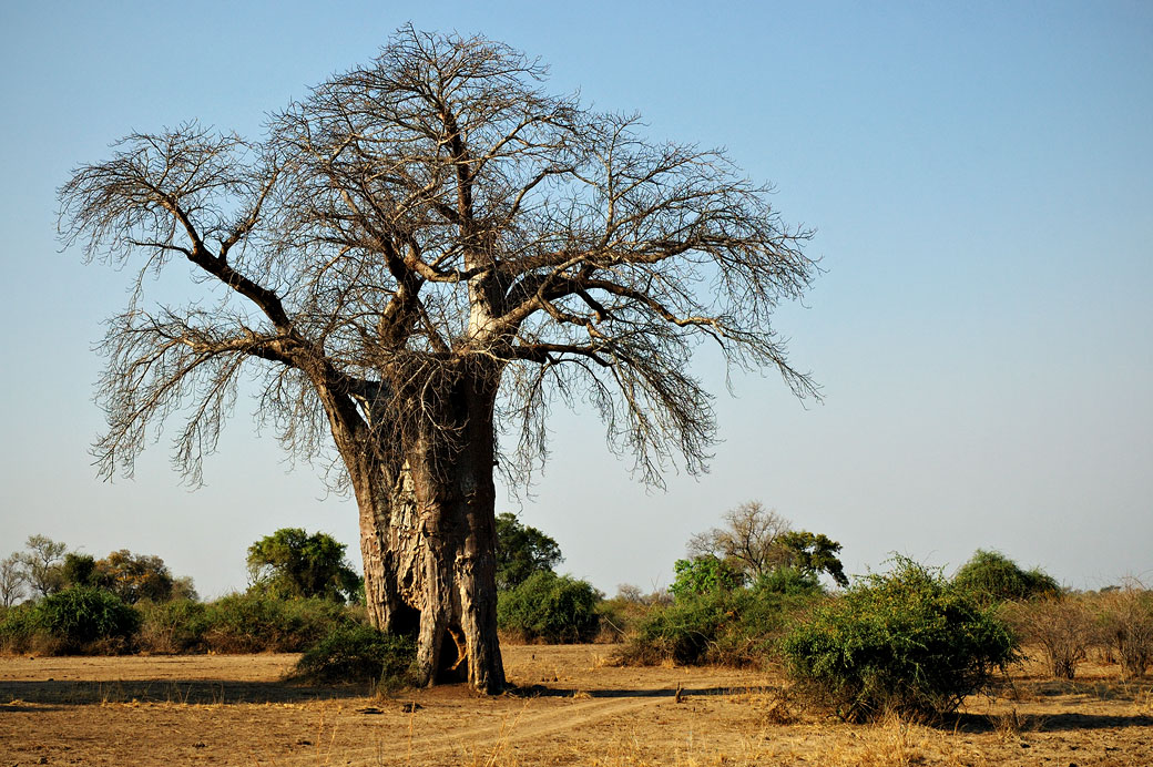 Baobab dans la savane, Zambie