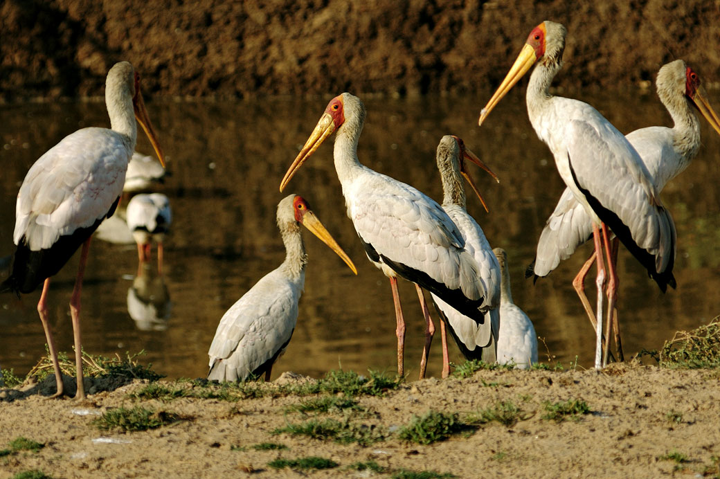 Tantale ibis au bord de l'eau, Zambie