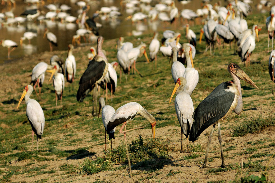 Tantale ibis et marabouts, Zambie