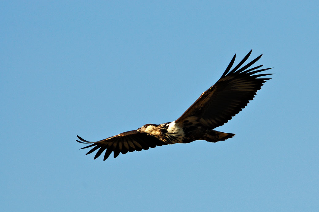 Aigle pêcheur dans les airs, Zambie