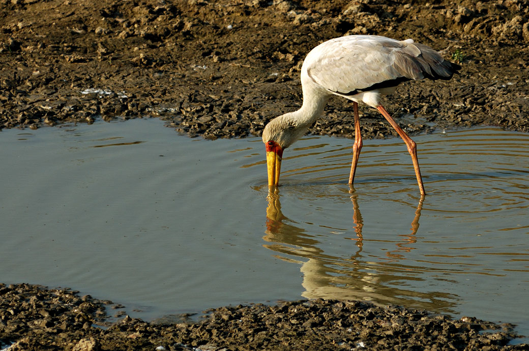 Tantale ibis dans un point d'eau, Zambie