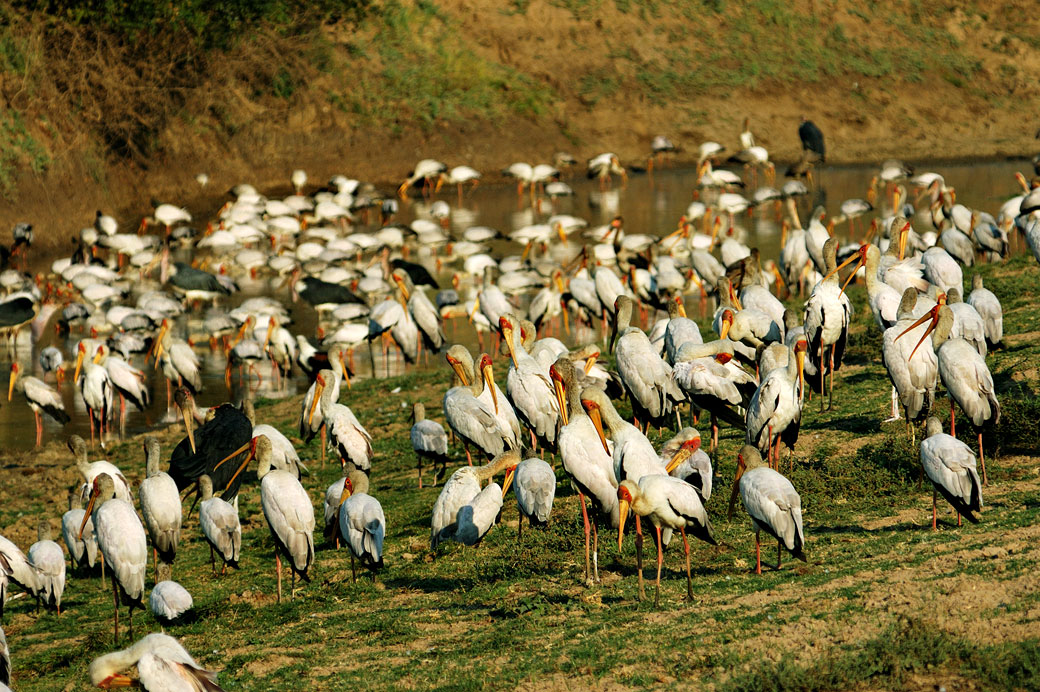 Groupe de nombreux Tantale ibis, Zambie