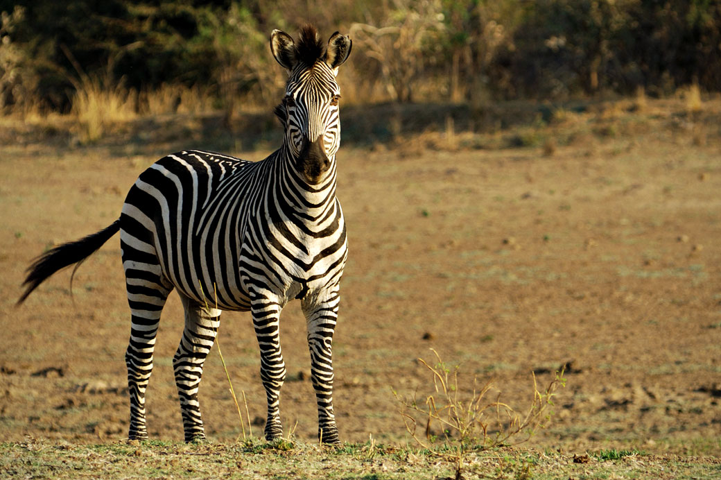 Zèbre de Crawshay dans la vallée de la Luangwa, Zambie