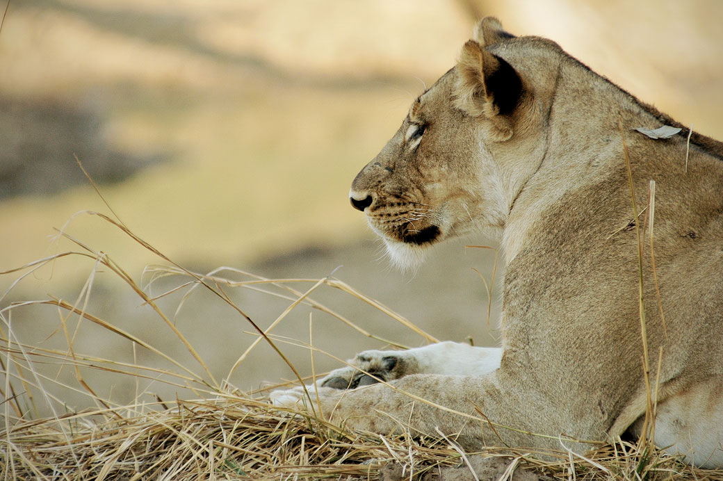 Lionne au repos avant la chasse, Zambie