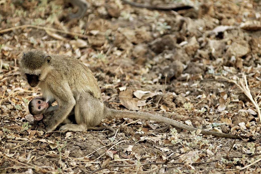 Singe Vervet qui allaite son petit, Zambie