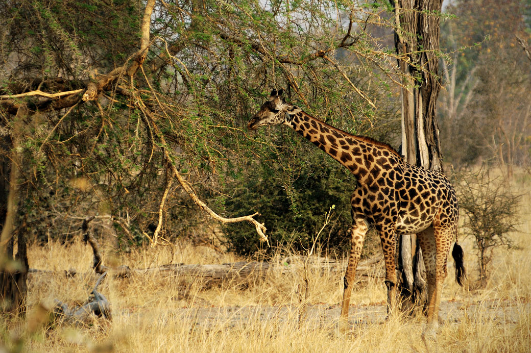 Girafe de Rhodésie dans la brousse, Zambie