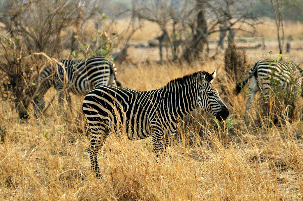 Zèbres de Crawshay dans la savane, Zambie