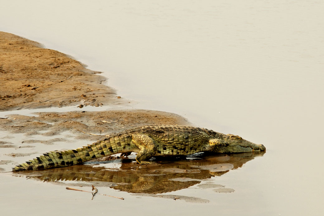 Crocodile du Nil dans la rivière Luangwa, Zambie