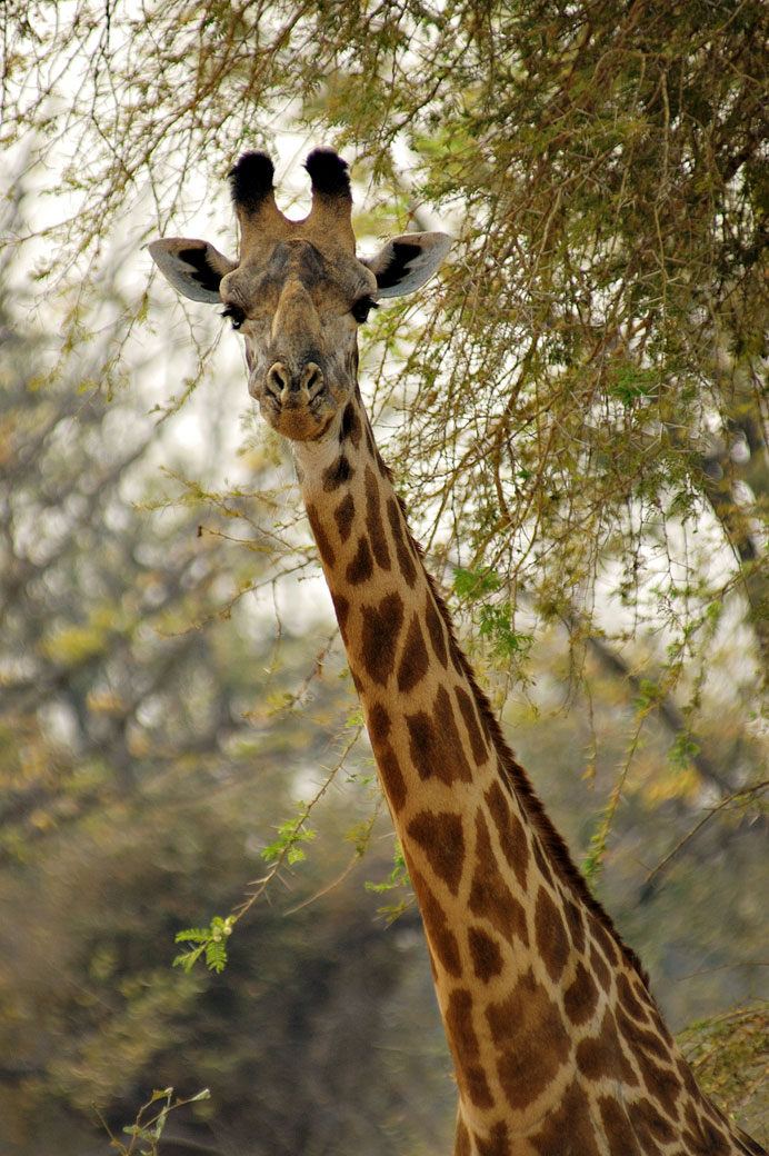 Portrait d'une girafe de Thornicroft curieuse, Zambie