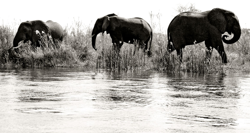 Eléphants d'Afrique au bord du fleuve Zambèze, Zambie