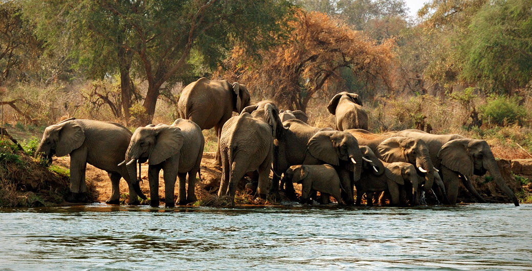 Groupe d'éléphants d'Afrique au bord du Zambèze, Zambie