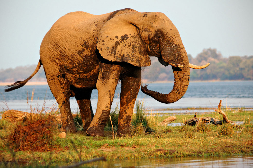 Un éléphant d'Afrique se rafraichit au bord du Zambèze, Zambie