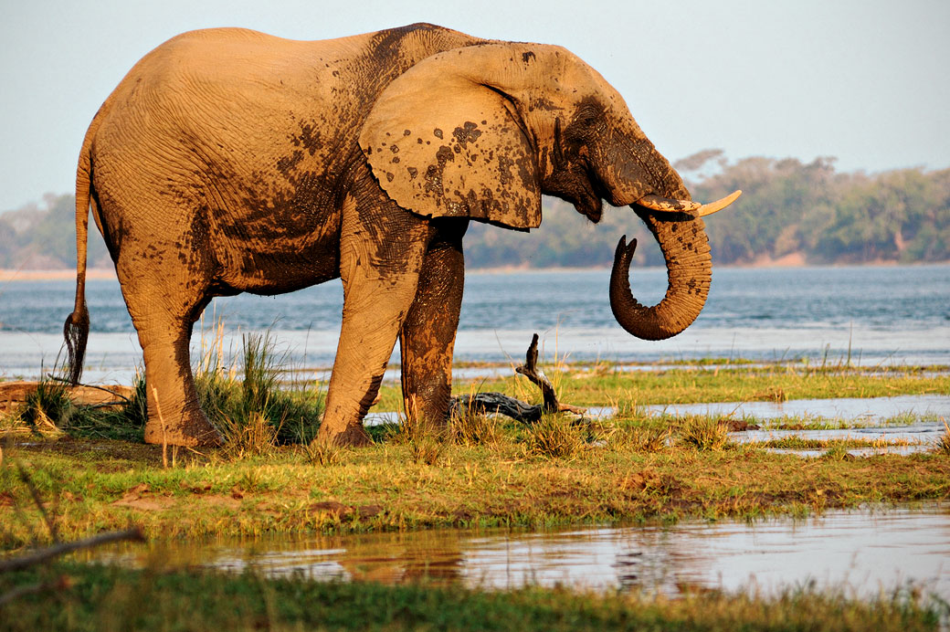Éléphant d'Afrique de profil au bord du Zambèze, Zambie