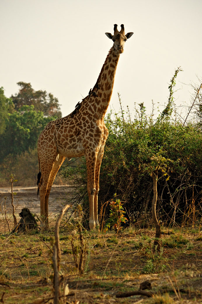 Girafe de Thornicroft curieuse, Zambie