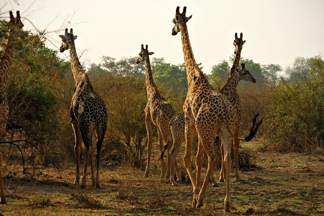 Groupe de girafes de Thornicroft, Zambie