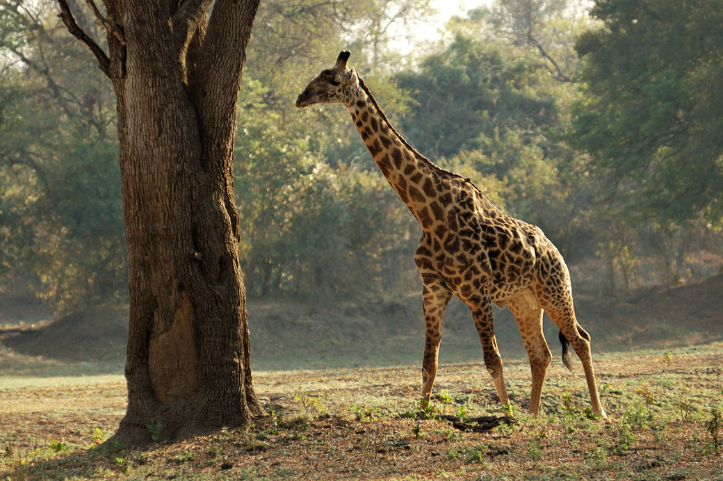 Girafe de Thornicroft près d'un arbre, Zambie