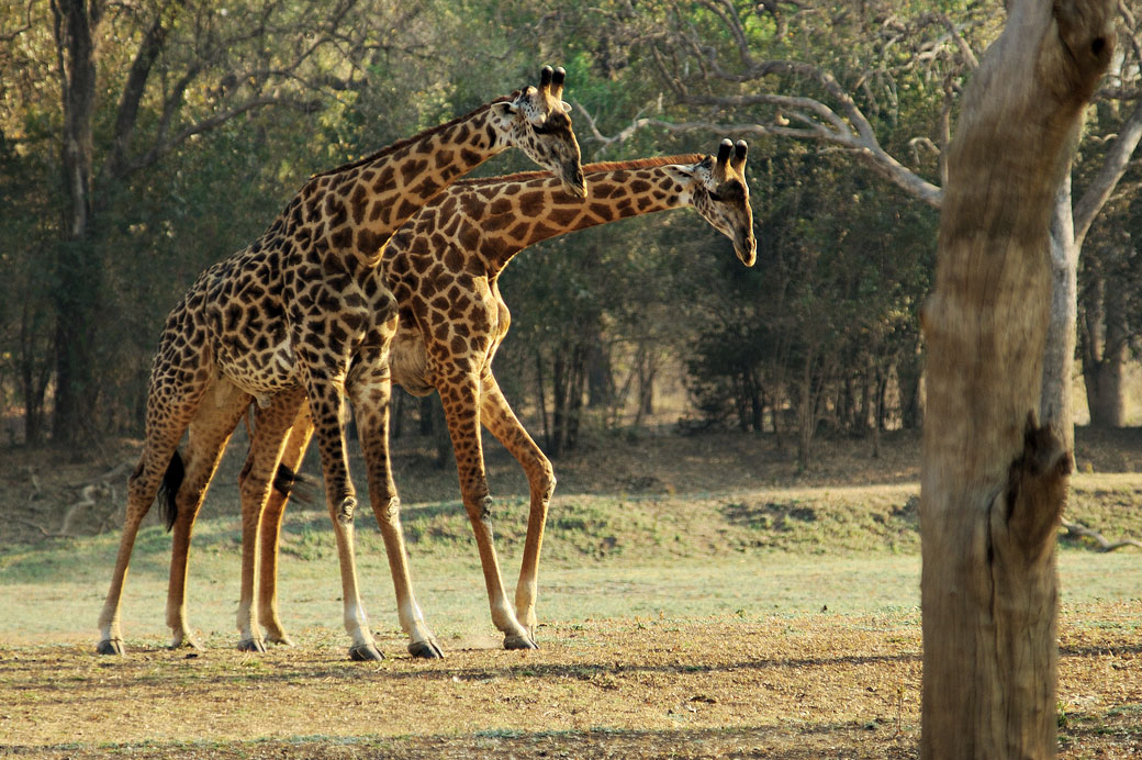 Couple de girafes de Thornicroft, Zambie