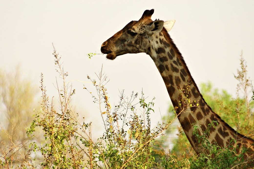 Girafe qui mange au dessus des arbres, Zambie