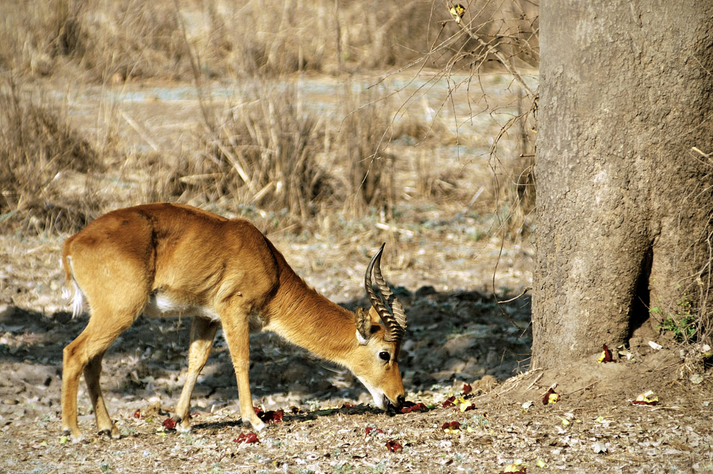 Puku qui se régale de fruits, Zambie