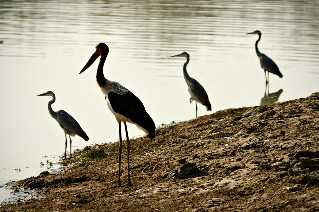 Oiseaux échassiers en quête de poissons, Zambie