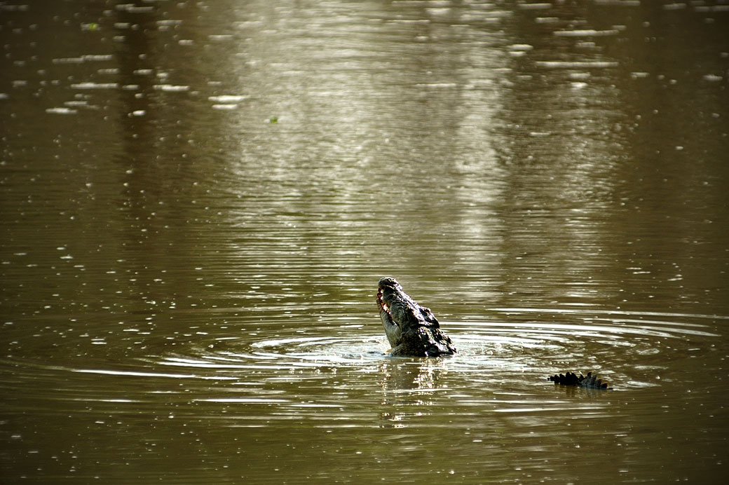 Crocodile dans la rivière Luangwa, Zambie