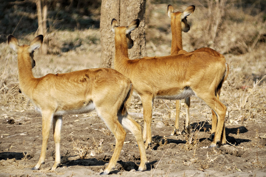 Trois antilopes Puku en alerte, Zambie