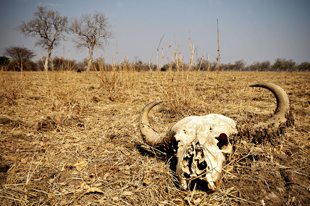 Crâne de buffle dans la brousse, Zambie