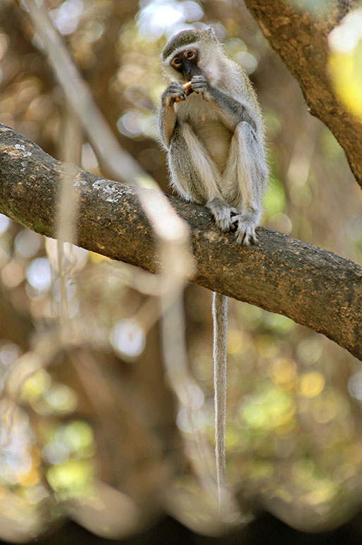 Singe Vervet qui mange sur une branche, Zambie