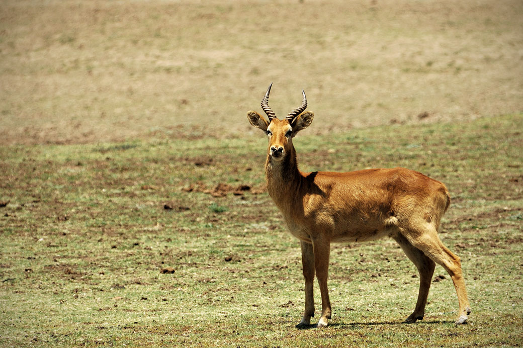 Puku mâle dans le parc national du Sud Luangwa, Zambie