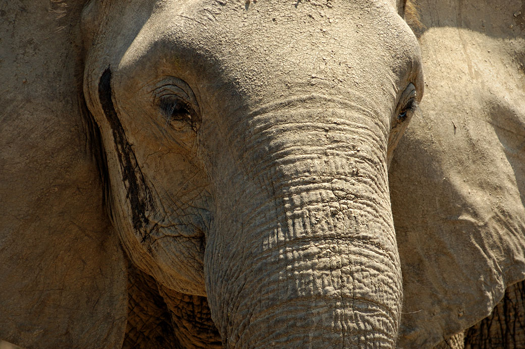 Tête d'éléphant en gros plan, Zambie