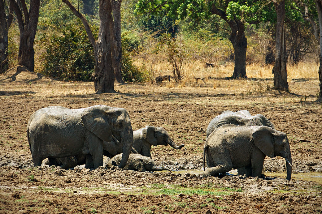 Bain de boue des éléphants, Zambie