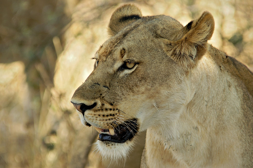 Portrait d'une lionne, Zambie