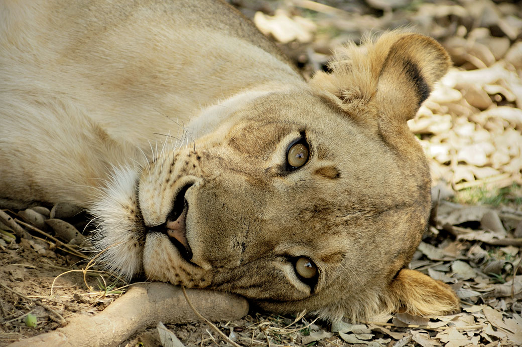 Portrait d'une lionne couchée, Zambie