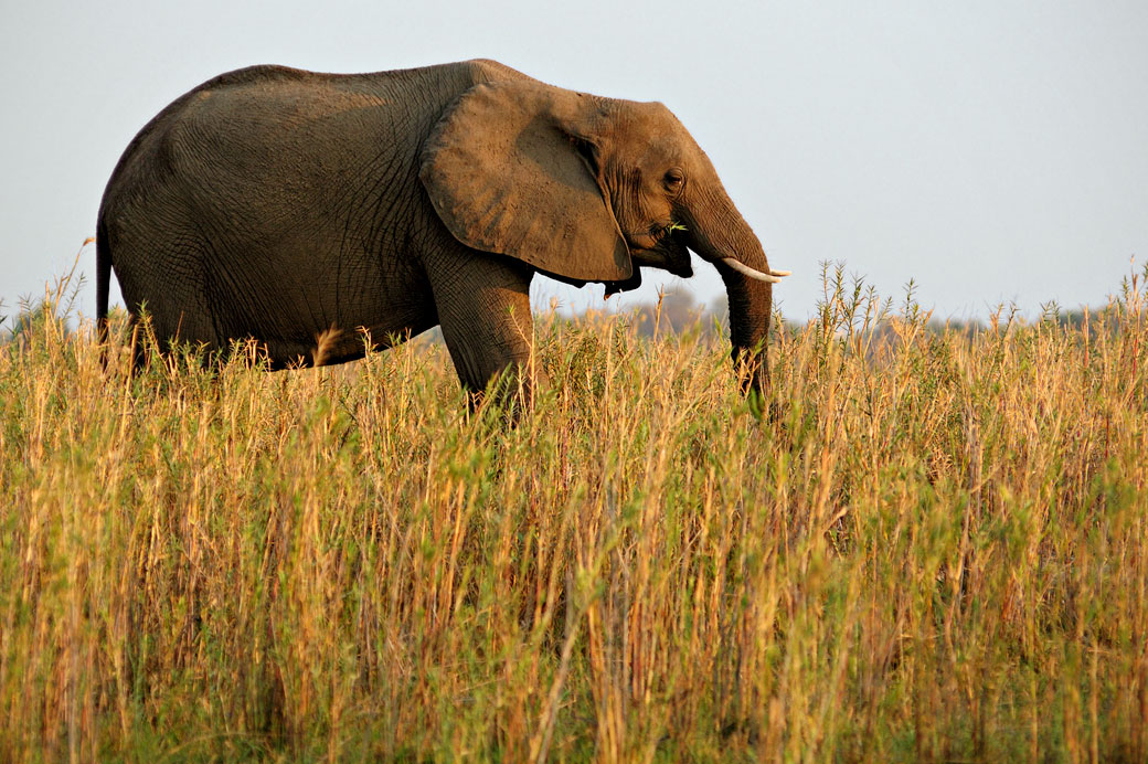 Éléphant d'Afrique qui mange dans la savane, Zambie