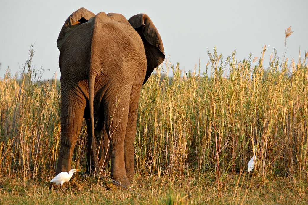 Éléphant d'Afrique vue de l'arrière dans la savane, Zambie