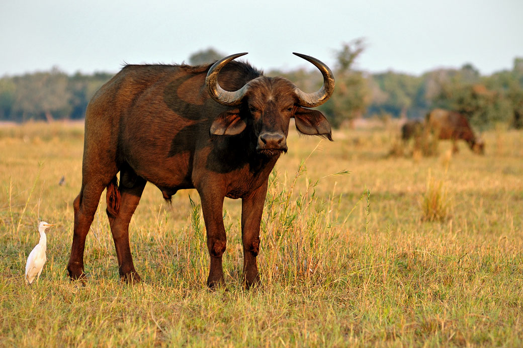 Buffle d'Afrique dans la savane, Zambie