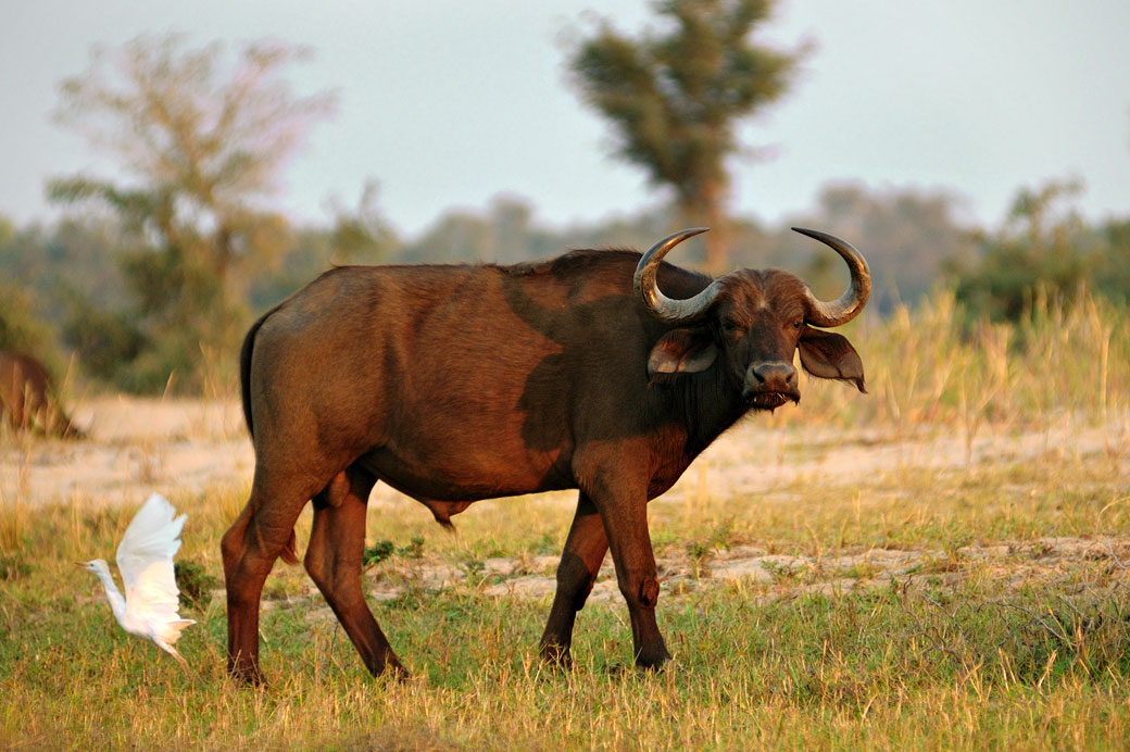 Buffle d'Afrique dans la savane, Zambie