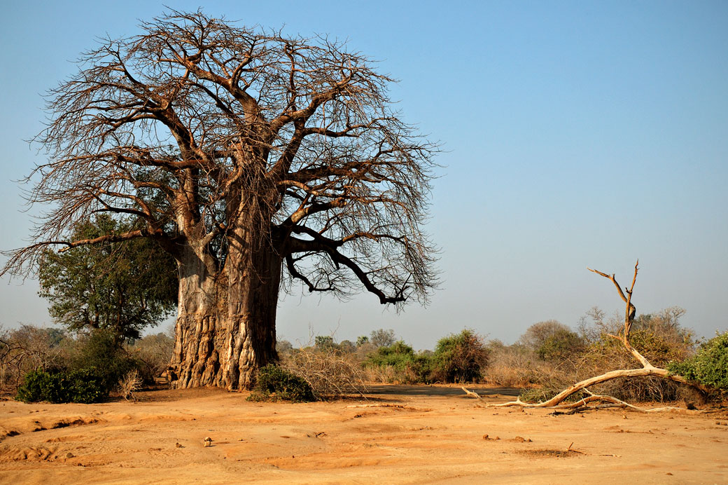 Baobab dans la savane du parc national du Bas Zambèze, Zambie