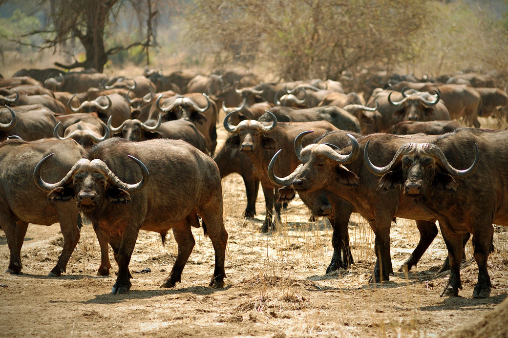 Troupeau de buffles d'Afrique dans le parc national du Bas Zambèze