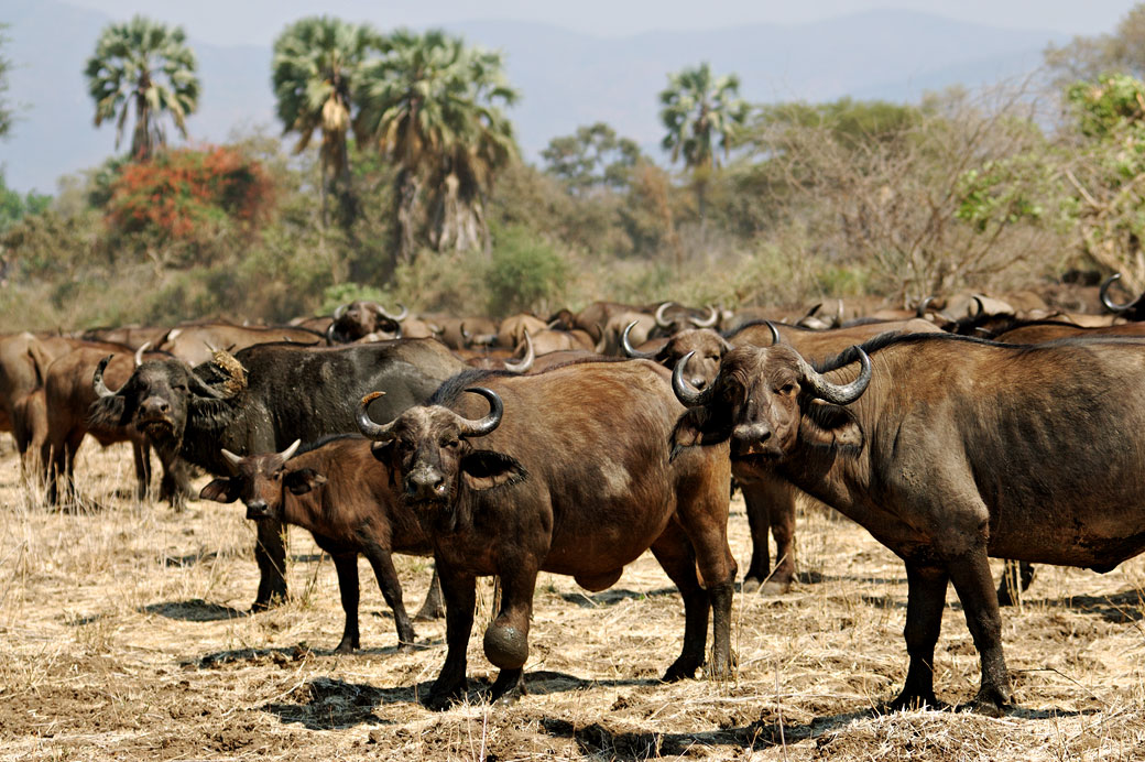 Troupeau de buffles africains dans le parc national du Bas Zambèze
