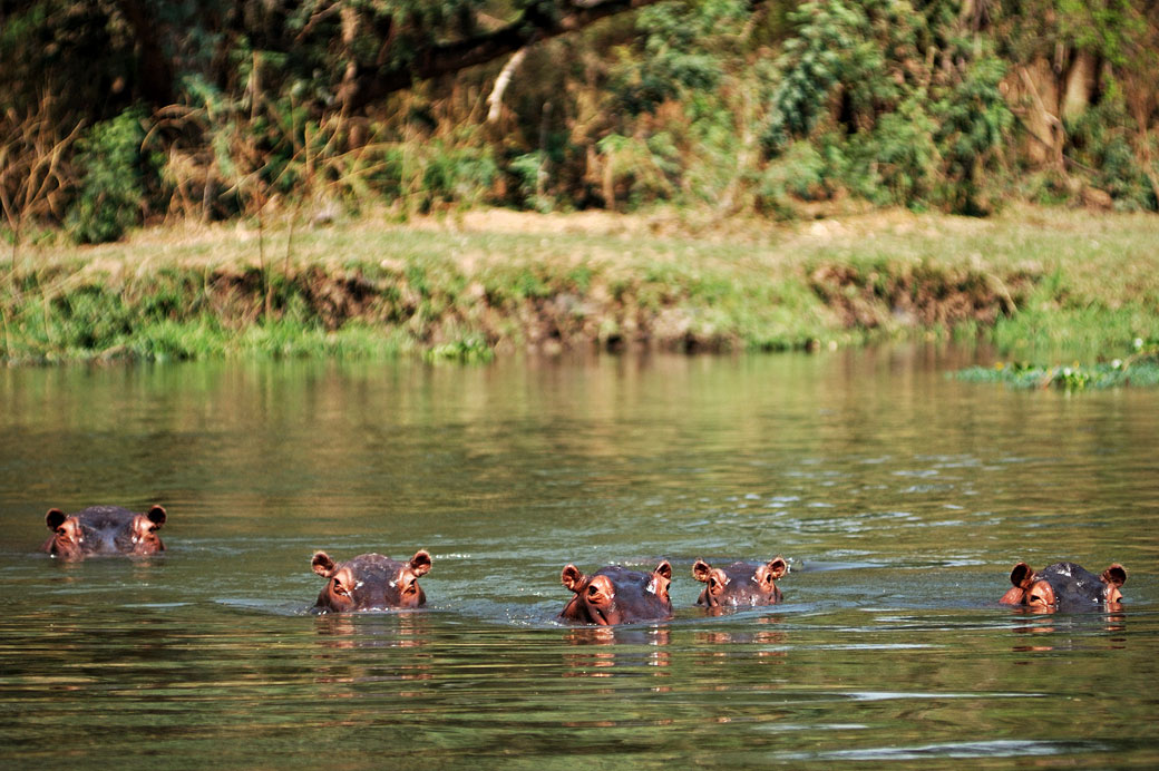 Hippopotames dans une rivière du parc national du Bas Zambèze