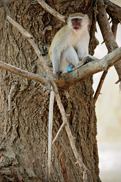 Singe Vervet sur un arbre, Zambie