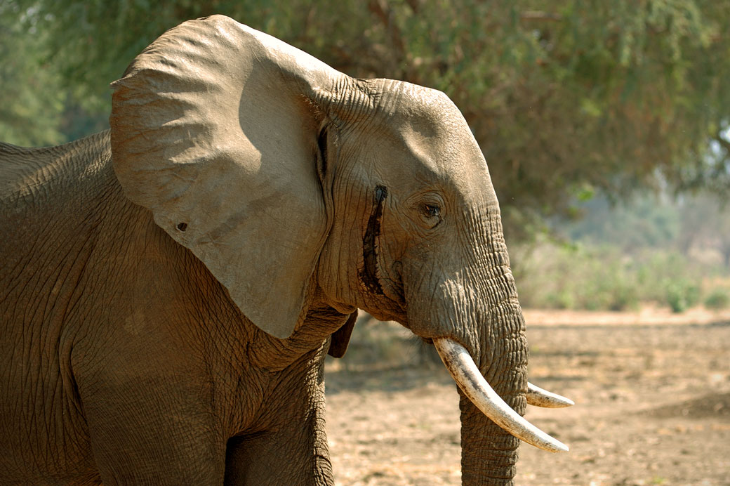 Éléphant mâle durant le musth, Zambie