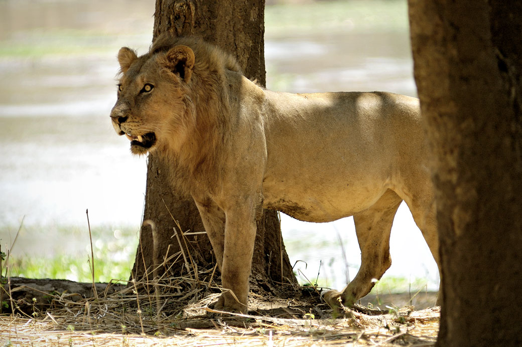 Lion aux aguets dans le parc national du Bas Zambèze, Zambie