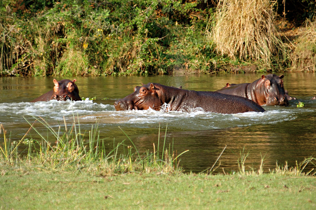 Hippopotames dans une rivière du parc national du Bas Zambèze