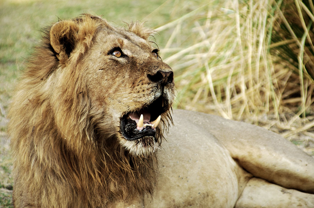 Lion au repos avec la gueule ouverte, Zambie