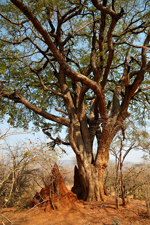 Termitière à côté d'un arbre, Zambie